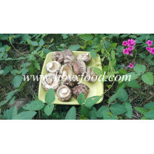 Pilz zum Verkauf Getrocknete Tee Blume Pilz Produzent